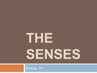 THE
SENSES
Biology 14
 