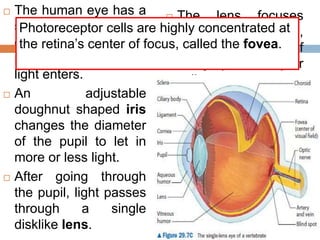  The human eye has a
small opening at the
center of the eye, the
pupil, through which
light enters.
 An adjustable
dough...