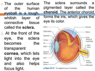  The outer surface
of the human
eyeball is a tough,
whitish layer of
connective tissue
called the sclera.
 At the front ...