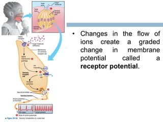 • Changes in the flow of
ions create a graded
change in membrane
potential called a
receptor potential.
 