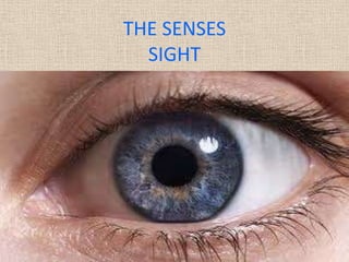 THE SENSES
  SIGHT
 