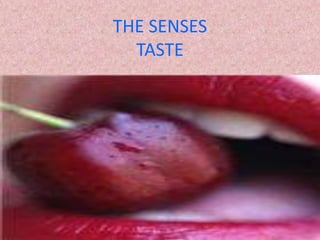 THE SENSES
  TASTE
 
