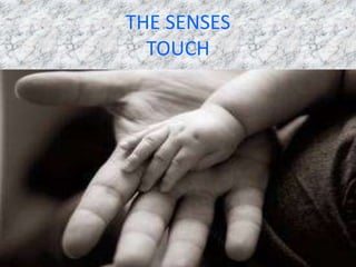 THE SENSES
  TOUCH
 
