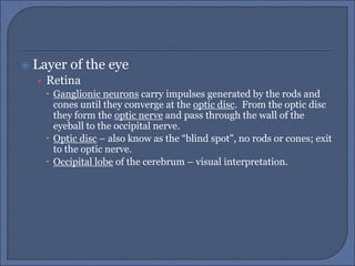  Layer of the eye
• Retina
 Ganglionic neurons carry impulses generated by the rods and
cones until they converge at the optic disc. From the optic disc
they form the optic nerve and pass through the wall of the
eyeball to the occipital nerve.
 Optic disc – also know as the “blind spot”, no rods or cones; exit
to the optic nerve.
 Occipital lobe of the cerebrum – visual interpretation.
 