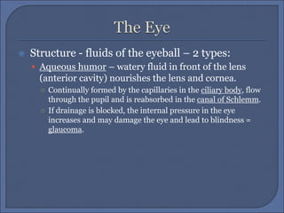  Structure - fluids of the eyeball – 2 types:
 Aqueous humor – watery fluid in front of the lens
(anterior cavity) nourishes the lens and cornea.
○ Continually formed by the capillaries in the ciliary body, flow
through the pupil and is reabsorbed in the canal of Schlemm.
○ If drainage is blocked, the internal pressure in the eye
increases and may damage the eye and lead to blindness =
glaucoma.
 