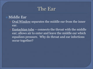  Middle Ear
• Oval Window separates the middle ear from the inner
ear.
• Eustachian tube – connects the throat with the middle
ear; allows air to enter and leave the middle ear which
equalizes pressure. Why do throat and ear infections
occur together?
 