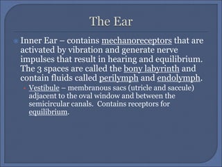 Inner Ear – contains mechanoreceptors that are
activated by vibration and generate nerve
impulses that result in hearing and equilibrium.
The 3 spaces are called the bony labyrinth and
contain fluids called perilymph and endolymph.
• Vestibule – membranous sacs (utricle and saccule)
adjacent to the oval window and between the
semicircular canals. Contains receptors for
equilibrium.
 