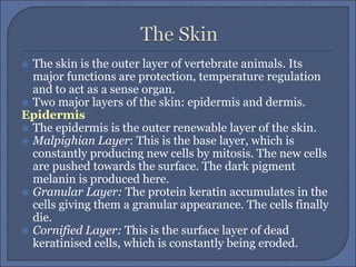  The skin is the outer layer of vertebrate animals. Its
major functions are protection, temperature regulation
and to act as a sense organ.
 Two major layers of the skin: epidermis and dermis.
Epidermis
 The epidermis is the outer renewable layer of the skin.
 Malpighian Layer: This is the base layer, which is
constantly producing new cells by mitosis. The new cells
are pushed towards the surface. The dark pigment
melanin is produced here.
 Granular Layer: The protein keratin accumulates in the
cells giving them a granular appearance. The cells finally
die.
 Cornified Layer: This is the surface layer of dead
keratinised cells, which is constantly being eroded.
 