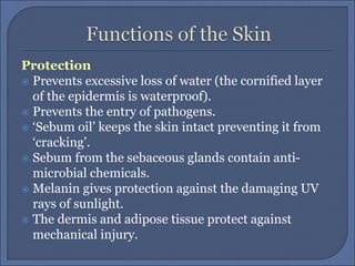 Protection
 Prevents excessive loss of water (the cornified layer
of the epidermis is waterproof).
 Prevents the entry of pathogens.
 ‘Sebum oil’ keeps the skin intact preventing it from
‘cracking’.
 Sebum from the sebaceous glands contain anti-
microbial chemicals.
 Melanin gives protection against the damaging UV
rays of sunlight.
 The dermis and adipose tissue protect against
mechanical injury.
 
