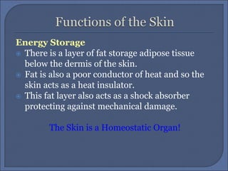 Energy Storage
 There is a layer of fat storage adipose tissue
below the dermis of the skin.
 Fat is also a poor conductor of heat and so the
skin acts as a heat insulator.
 This fat layer also acts as a shock absorber
protecting against mechanical damage.
The Skin is a Homeostatic Organ!
 