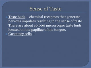 Taste buds – chemical receptors that generate
nervous impulses resulting in the sense of taste.
There are about 10,000 microscopic taste buds
located on the papillae of the tongue.
 Gustatory cells –
 