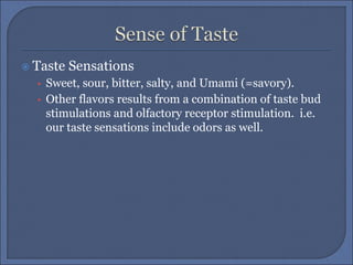  Taste Sensations
• Sweet, sour, bitter, salty, and Umami (=savory).
• Other flavors results from a combination of taste bud
stimulations and olfactory receptor stimulation. i.e.
our taste sensations include odors as well.
 