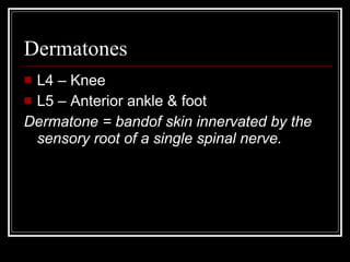 Dermatones L4 – Knee L5 – Anterior ankle & foot Dermatone = bandof skin innervated by the sensory root of a single spinal nerve. 