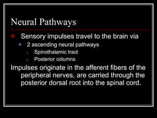 Neural Pathways Sensory impulses travel to the brain via 2 ascending neural pathways Spinothalamic tract Posterior columns Impulses originate in the afferent fibers of the peripheral nerves, are carried through the posterior dorsal root into the spinal cord. 