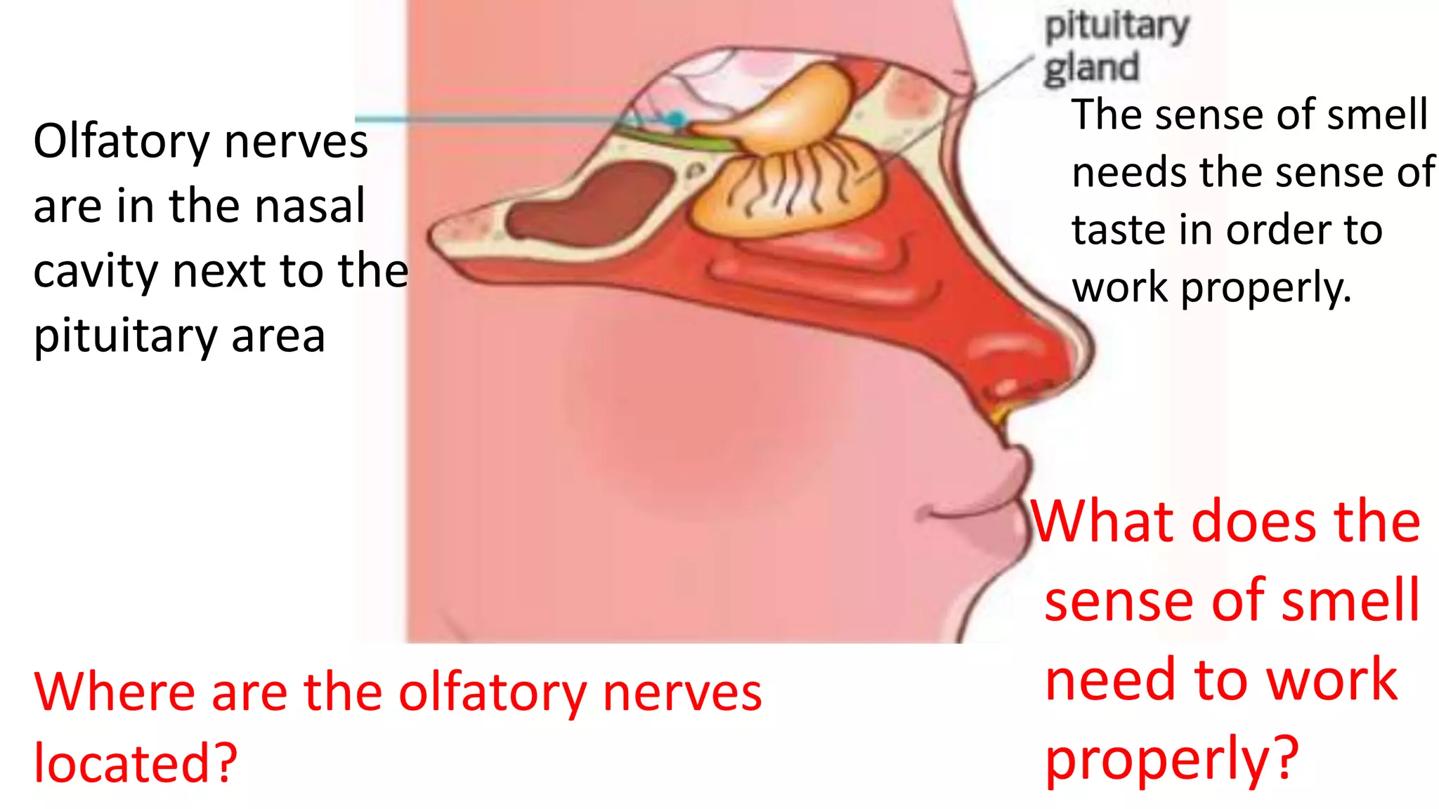 Olfatory nerves
are in the nasal
cavity next to the
pituitary area
The sense of smell
needs the sense of
taste in order to
work properly.
What does the
sense of smell
need to work
properly?
Where are the olfatory nerves
located?
 