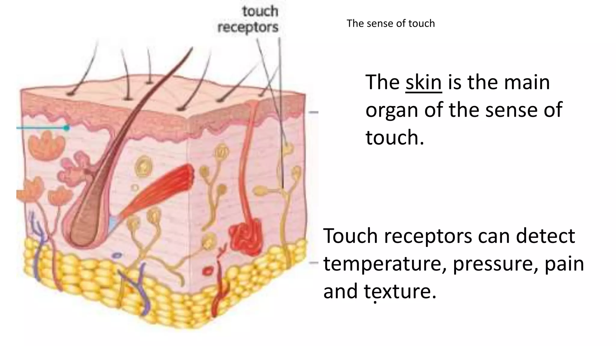 The skin is the main
organ of the sense of
touch.
Touch receptors can detect
temperature, pressure, pain
and texture.
The sense of touch
.
 