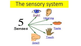 The sensory system
 