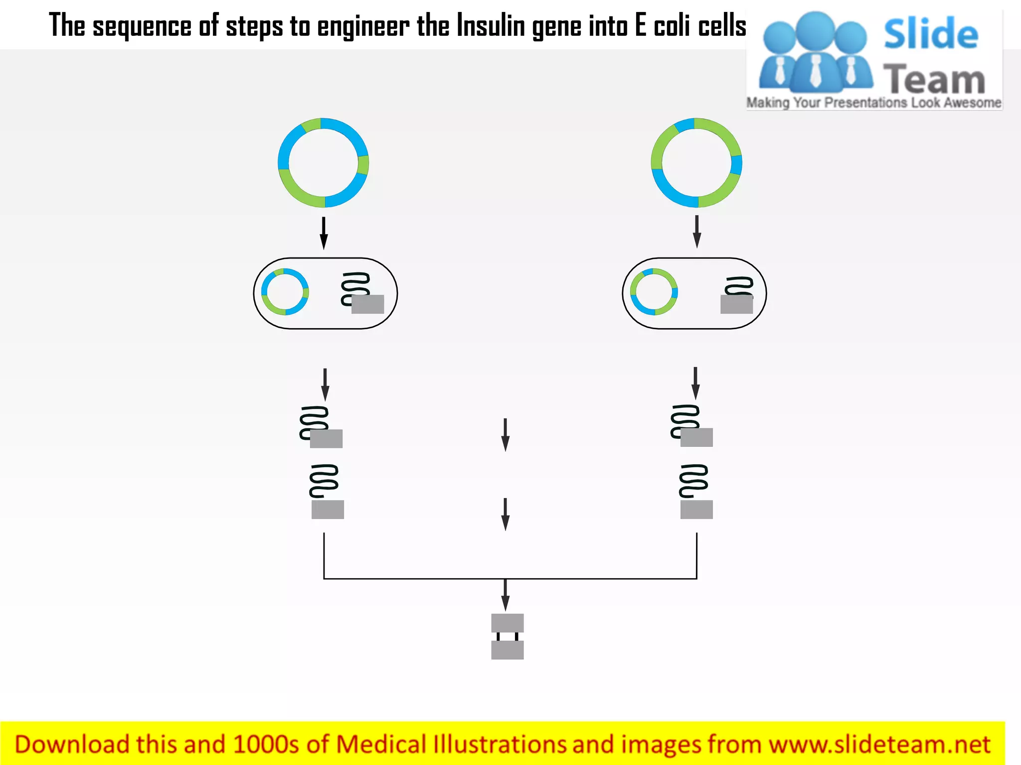 The sequence of steps to engineer the insulin gene into e coli cells ...