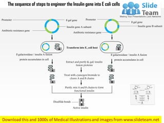 The sequence of steps to engineer the Insulin gene into E coli cells
Extract and purify ß-gal/ insulin
fusion proteins
Treat with cyanogen bromide to
cleave A and B chains
Purify, mix A and B chains to form
functional insulin
Disulfide bonds
Active insulin
ß galactosidase/ insulinA fusion
protein accumulatesin cell
ß galactosidase/ insulinA fusion
protein accumulatesin cell
Transform into E, coli host
Antibioticresistancegene
Insulin gene A subunit
ß gal genePromoter Promoter
ß gal gene
Insulin gene B subunit
Antibioticresistancegene
 