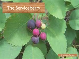 The Serviceberry




                   By Lindsey Kurucz
 