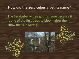 How did the Serviceberry get its name?

The Serviceberry tree got its name because it
is one of the first trees to bloom after the
snow melts in Spring.
 