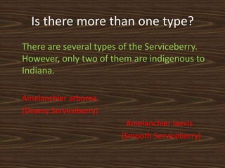 Is there more than one type?
There are several types of the Serviceberry.
However, only two of them are indigenous to
Indiana.

Amelanchier arborea
(Downy Serviceberry)
                        Amelanchier laevis
                       (Smooth Serviceberry)
 
