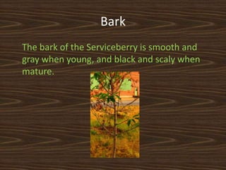 Bark
The bark of the Serviceberry is smooth and
gray when young, and black and scaly when
mature.
 