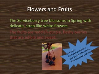Flowers and Fruits
The Serviceberry tree blossoms in Spring with
delicate, strap-like white flowers.
The fruits are reddish-purple, fleshy berries
that are edible and sweet.
 