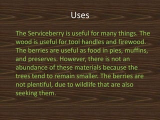 Uses
The Serviceberry is useful for many things. The
wood is useful for tool handles and firewood.
The berries are useful as food in pies, muffins,
and preserves. However, there is not an
abundance of these materials because the
trees tend to remain smaller. The berries are
not plentiful, due to wildlife that are also
seeking them.
 