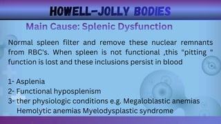 Normal Howell GIEMSA STAIN PRESENTATION MADE BY ALI HASSAN | PDF