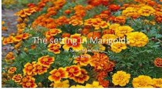 The setting in Marigolds 
By: Jordan Marquina 
Alex Jones 
 