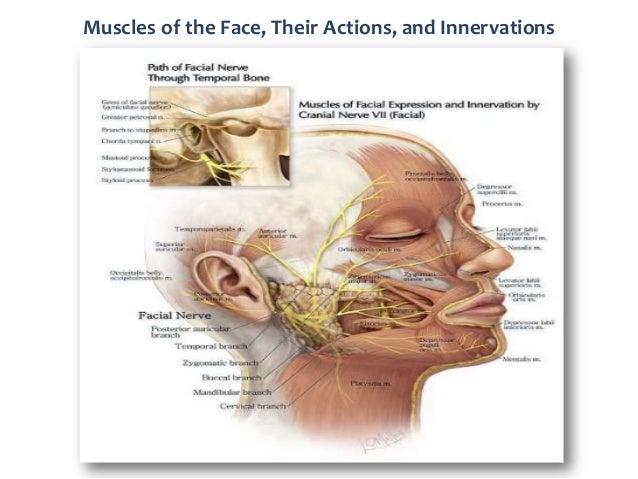 The Seventh Cranial Nerve