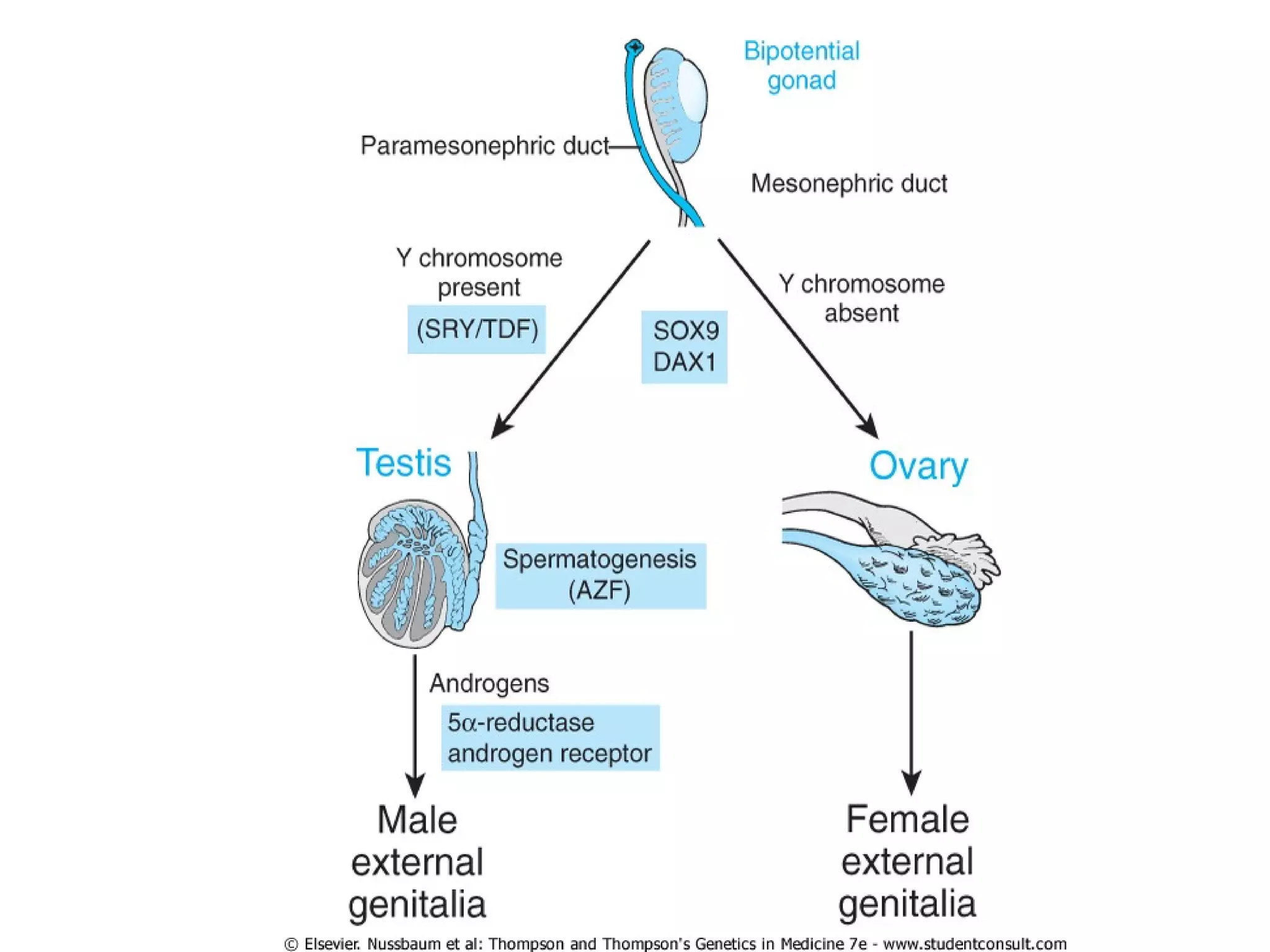 The sex chromosomes and their abnormalities | PPT