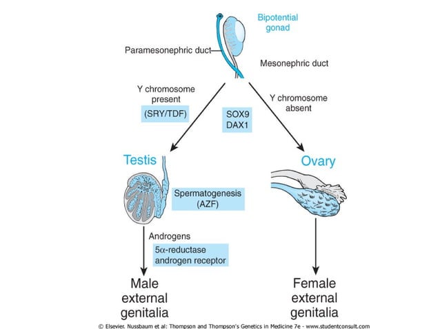 The sex chromosomes and their abnormalities | PPT