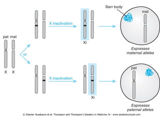 The sex chromosomes and their abnormalities | PPT