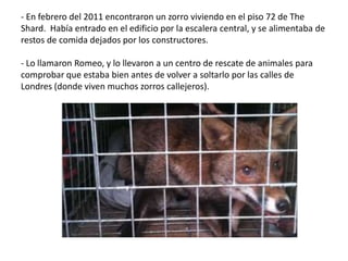 - En febrero del 2011 encontraron un zorro viviendo en el piso 72 de The
Shard. Había entrado en el edificio por la escalera central, y se alimentaba de
restos de comida dejados por los constructores.
- Lo llamaron Romeo, y lo llevaron a un centro de rescate de animales para
comprobar que estaba bien antes de volver a soltarlo por las calles de
Londres (donde viven muchos zorros callejeros).
 