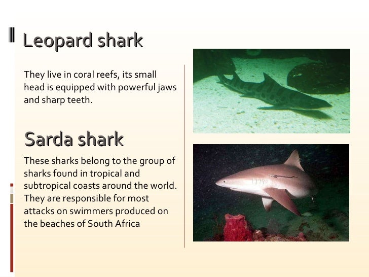 The Shark 2010 ppt Miriam