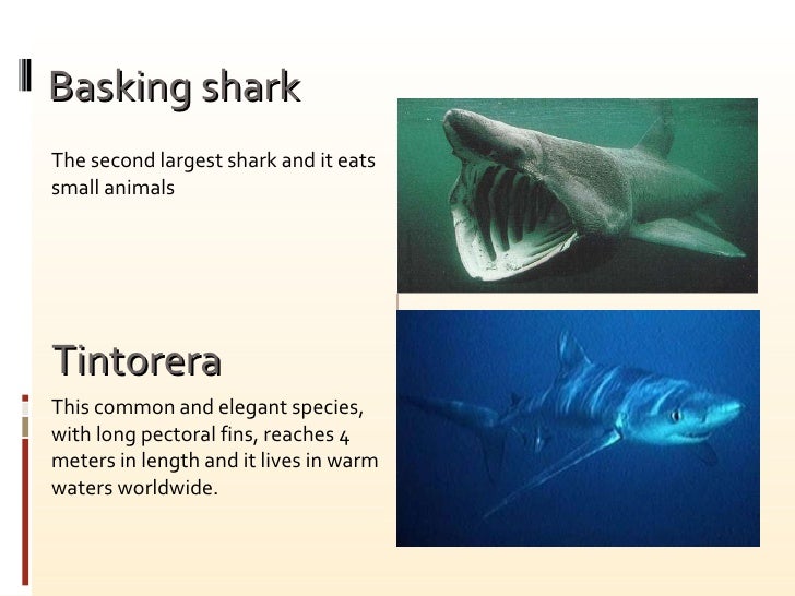 The Shark 2010 ppt Miriam