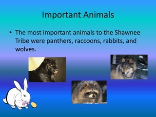 Important Animals
• The most important animals to the Shawnee
  Tribe were panthers, raccoons, rabbits, and
  wolves.
 