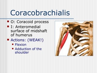 Examination of shoulder joint | PPT
