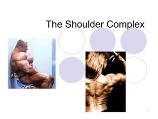 The Shoulder Complex 