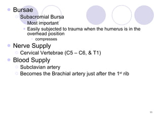 Bursae Subacromial Bursa Most important  Easily subjected to trauma when the humerus is in the overhead position compresses Nerve Supply Cervical Vertebrae (C5 – C6, & T1) Blood Supply Subclavian artery Becomes the Brachial artery just after the 1 st  rib 