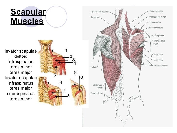 the shoulder complex sp2010 shoulder complex