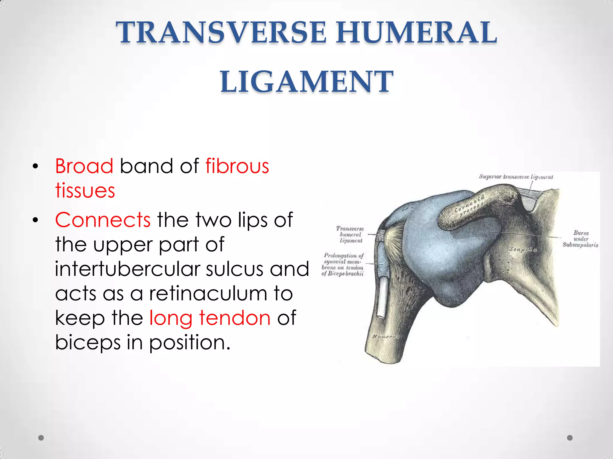 The shoulder joint | PPT