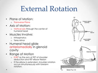 The shoulder joint | PPTX