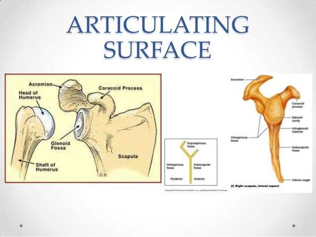 The shoulder joint