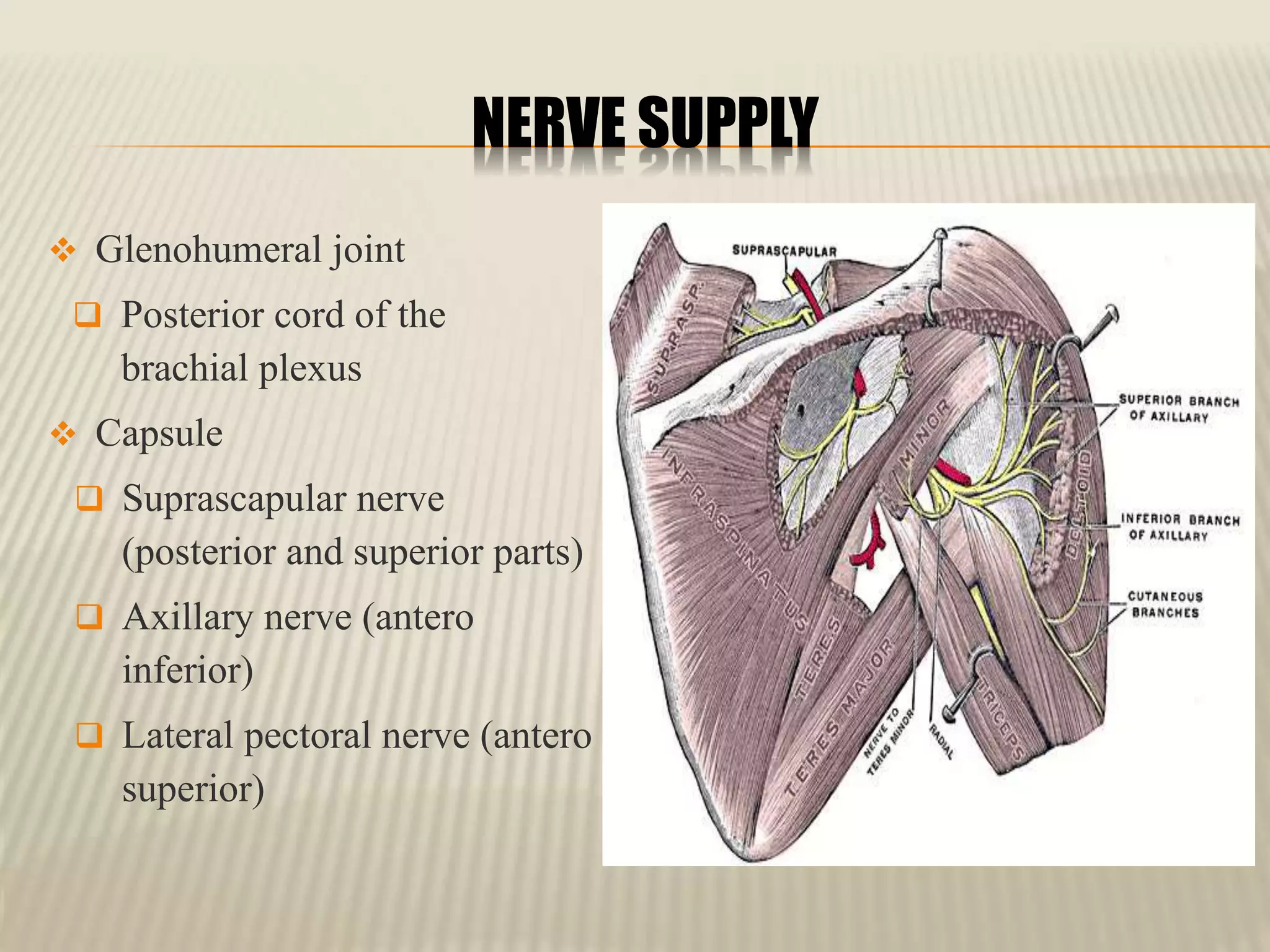 Anatomy of the shoulder joint | PPTX