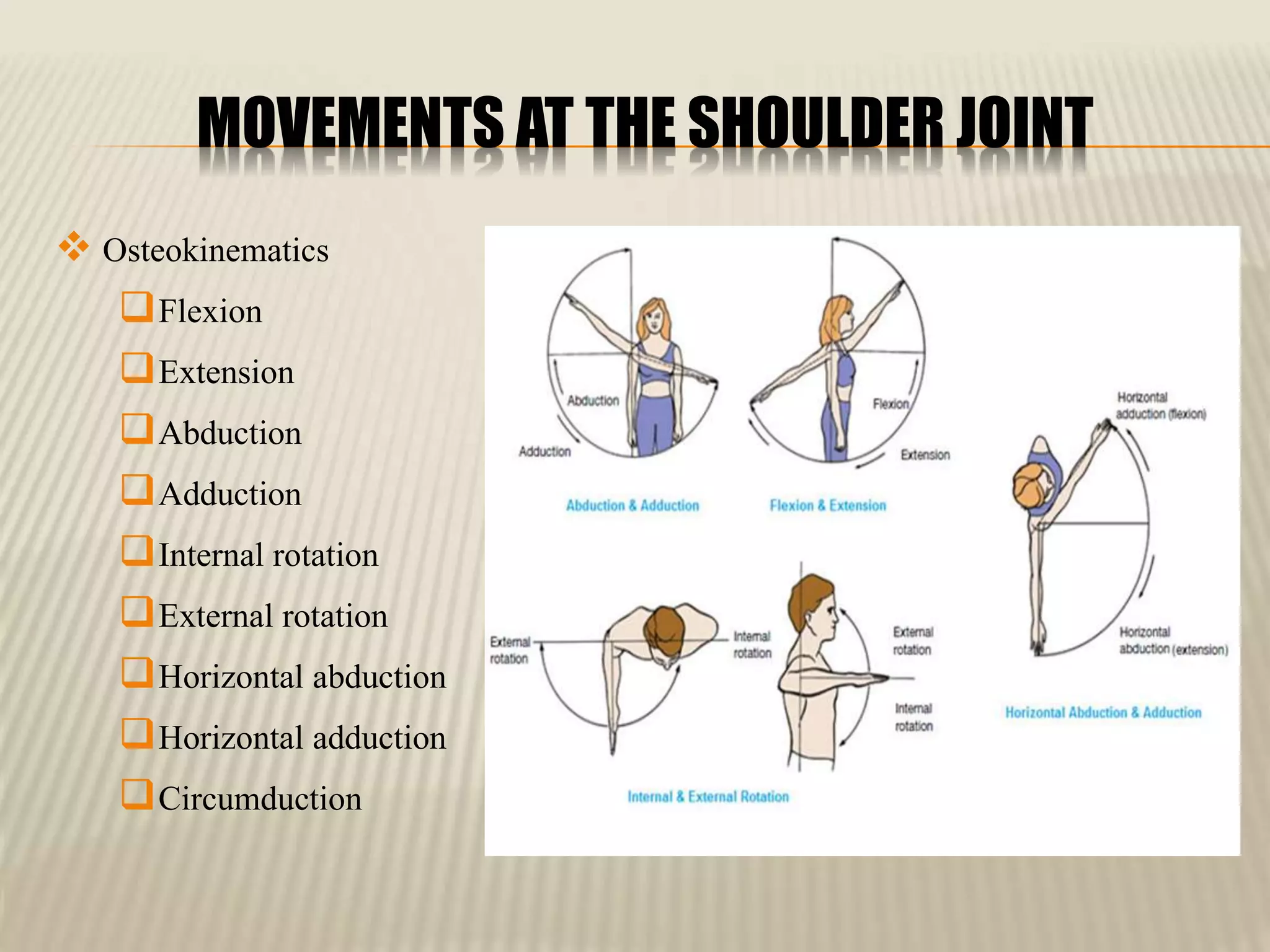 Anatomy Of The Shoulder Joint PPTX