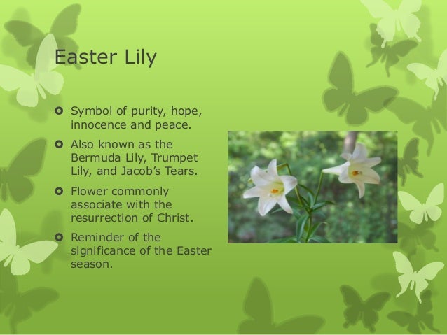 what is significance of easter the significance of easter lilies and other blooms what is significance of easter the significance of easter lilies and other blooms