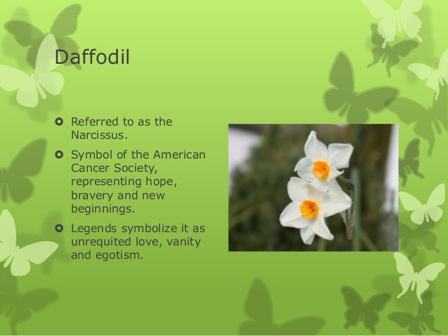 what is significance of easter the significance of easter lilies and other blooms what is significance of easter the significance of easter lilies and other blooms